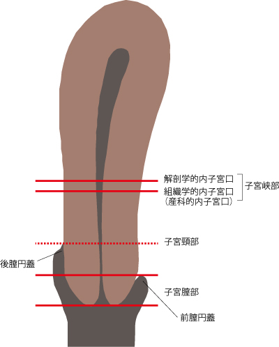子宮の大きさ、妊娠による変化、マタニティ、銀のすず